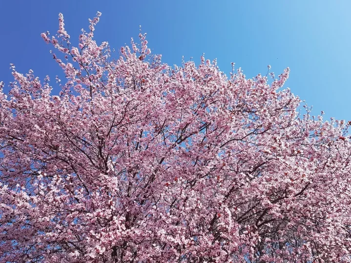 pohon bunga sakura